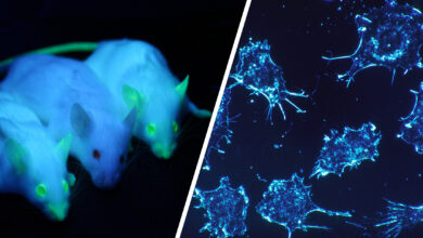 Cancer Cells Transformed into Harmless Fat: Breast Cancer Cells Becoming Fat Cells. 11 1683 mice e1