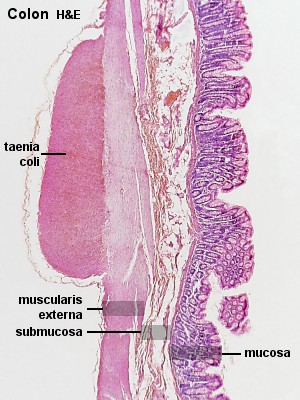1748 colon histology